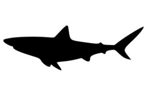 Shark